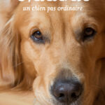 Chadna : Un chien pas ordinaire, une histoire hors du commun